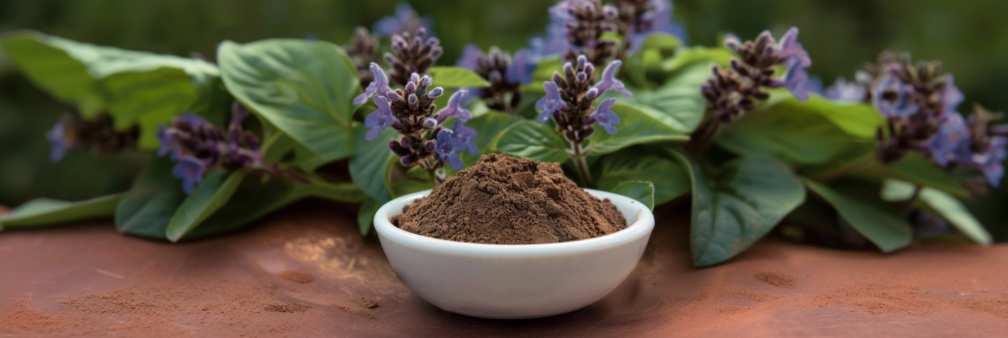 turkesterone-ajuga-turkestanica-extract-poeder